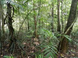 REUTERS IMPACT-Protecting indigenous people key to saving Amazon, say environmentalists