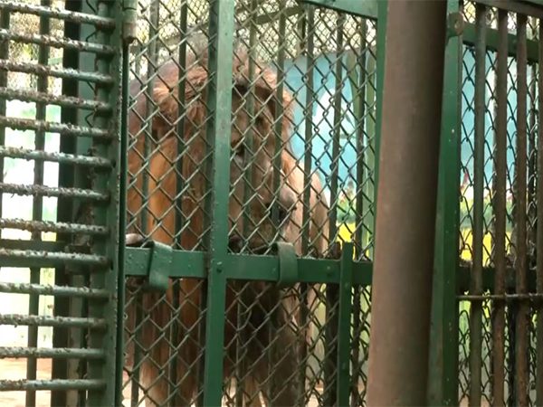Tripura Zoo implements various measures to protect animals from intense heatwave