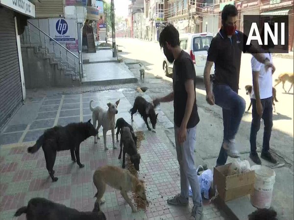 NGOs join hands to feed stray dogs in Kashmir Valley amid lockdown