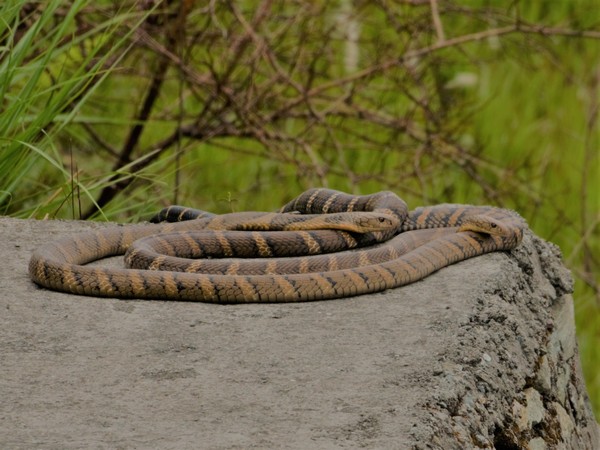 Mating of male, female King Cobra caught on camera for the first time in Uttarakhand