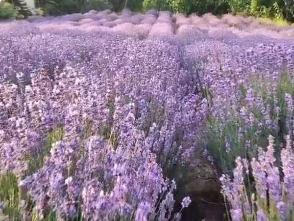 India's first Lavender Festival held in J-k's Bhaderwah 