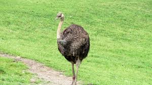 Bird three times larger than ostrich discovered