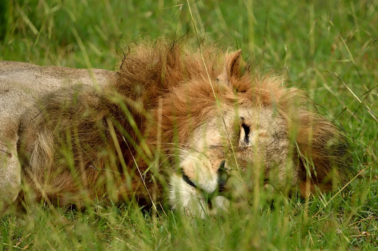 Lion in Vandalur zoo dies