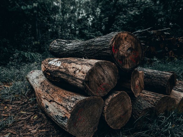 PoJK: Environmental destruction due to rampant deforestation raises local concerns