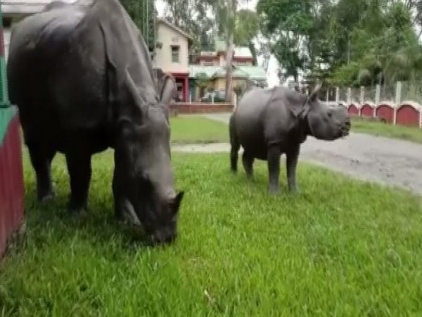 Zimbabwe re-introduces rhinos in Gonarezhou park after three decades