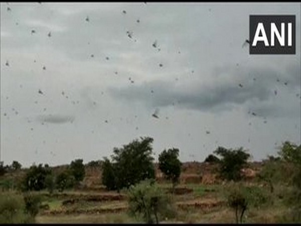 Locust control operations carried out at 37 places in districts of Rajasthan, Gujarat