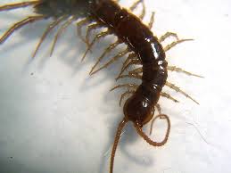 A new millipede species is crawling under LA. It's blind, glassy and has 486 legs