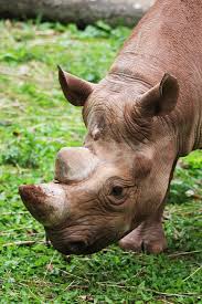 Forest guard killed in rhino attack