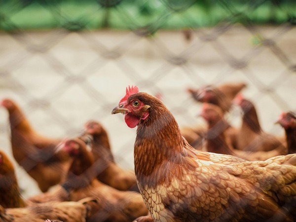 Bird Flu Outbreak in Odisha's Puri Triggers Massive Poultry Culling