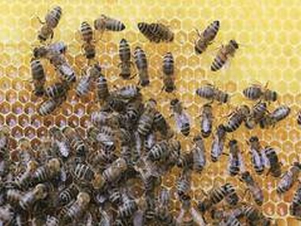 Odd News Roundup: Bosnian woman marks 100th birthday by staging her own art exhibition; Massachusetts woman accused of assaulting officers with swarm of angry bees