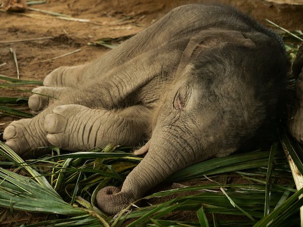 Elephant calf undergoing treatment dies