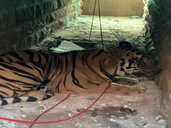 Man eating tiger captured in Maharashtra's Chandrapur