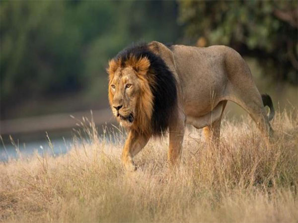 Gujarat Unveils Barda Jungle Safari: A New Wildlife Adventure