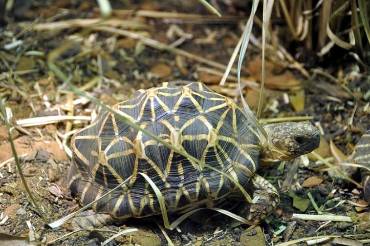 51  illegally trafficked Indian star tortoises repatriated from Singapore 