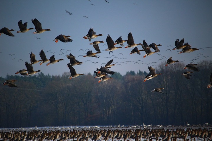 With onset of winter, hundreds of migratory birds begin arriving in Gharana Wetland in Jammu