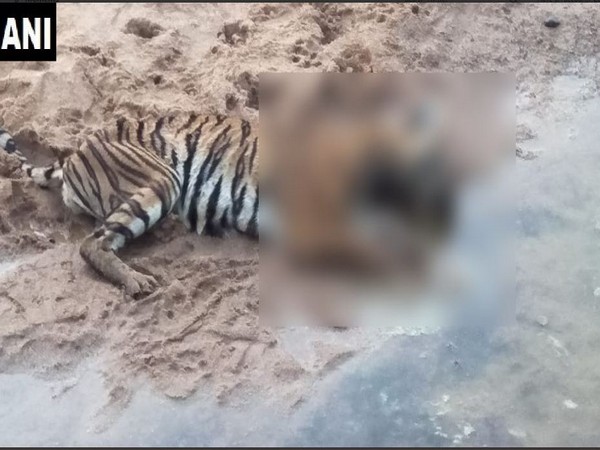 Maharashtra: Tigress found dead in Chandrapur district