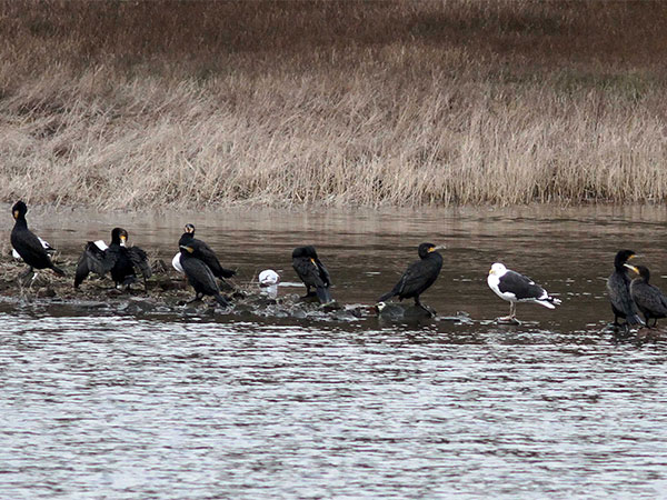 Russia-Ukraine conflict to blame for fewer migratory birds in Haridwar this winter: Expert