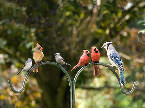 World's most unique birds are facing extinction