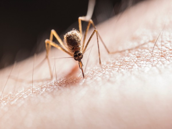 Mosquitoes bite some of us more than others, here's why