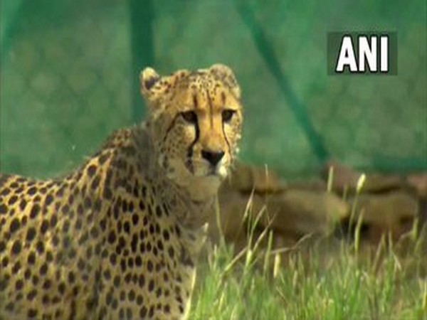 Two female Namibian cheetahs shifted to big enclosure at Kuno National Park in Madhya Pradesh