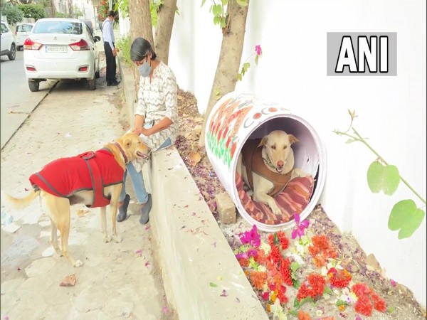Initiative by group of people in Indore to provide food, warm clothing,  shelter to street dogs