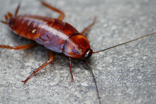 Study about cockroaches in Indian households reveals shocking health risks