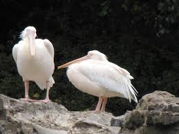 Pelicans on migration superhighway stir trouble at Israeli fisheries