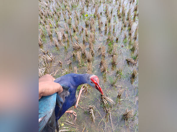 Carcasses of migratory birds found at Tripura's Udaipur lake, Forest Dept clueless