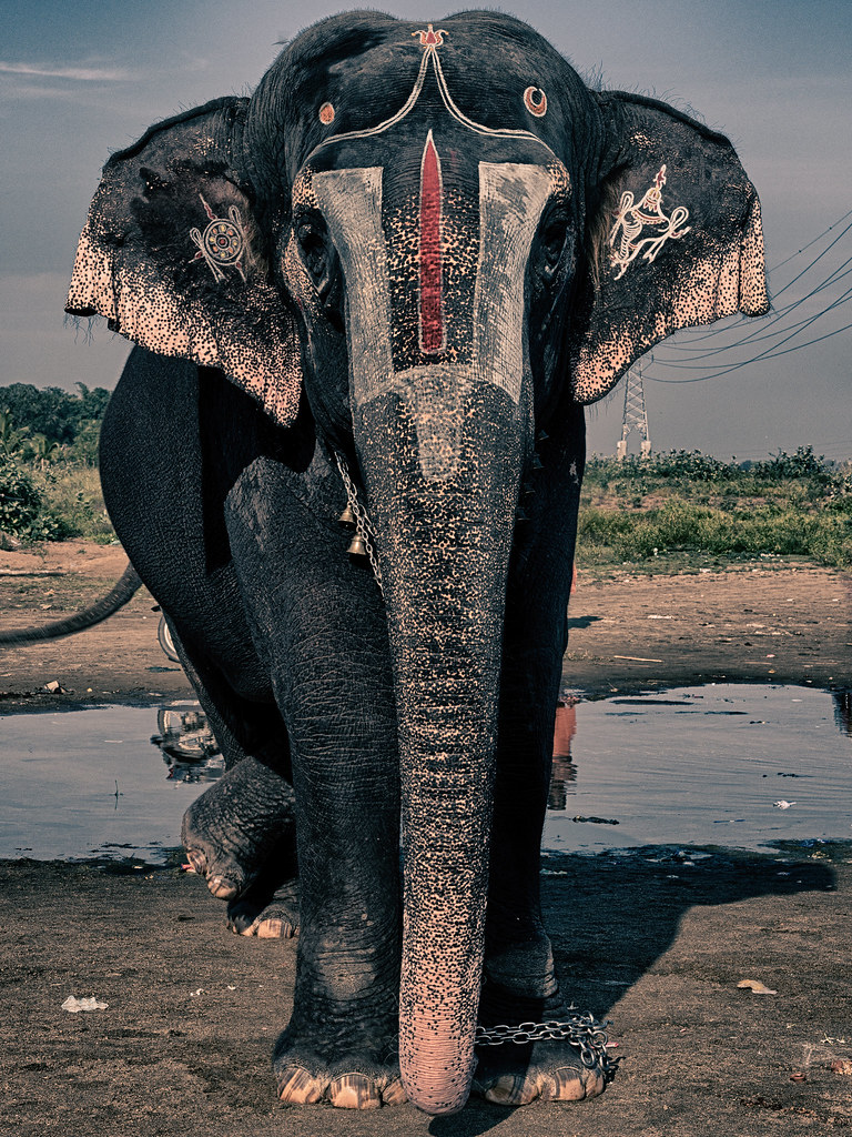 Srirangam temple elephants get an exclusive water tank, promenade