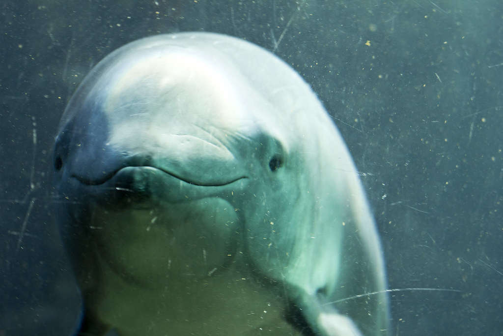 Mexico, NGO double down on efforts to protect world's smallest porpoise