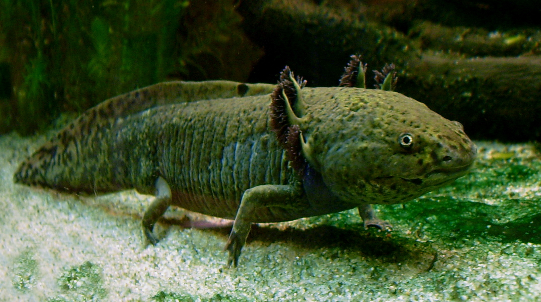 Science News Roundup: New museum in Mexico spotlights endangered axolotl salamander