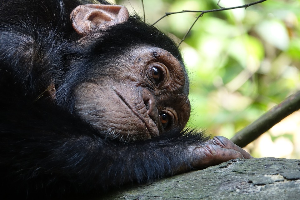 UK scientists link chimpanzee lip-smacking to human speech