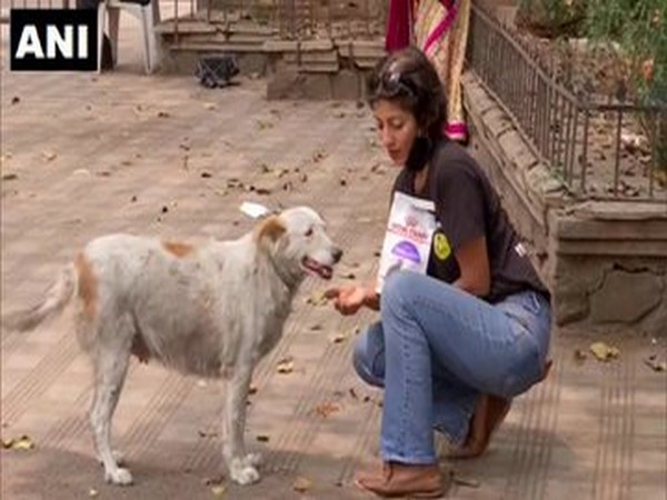 NGO feeds stray animals in Pune amid COVID-19 lockdown