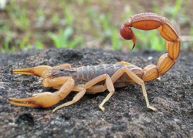 'Oldest scorpion fossil found, sheds light on how creatures adapted to land'