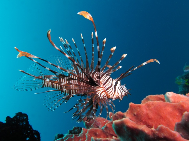 Invasive Lionfish in Atlantic Ocean cause for concern, says study 