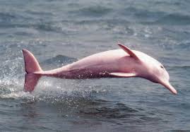 Rare pink dolphins play with fisherman near Thai island of Koh Pha Ngan