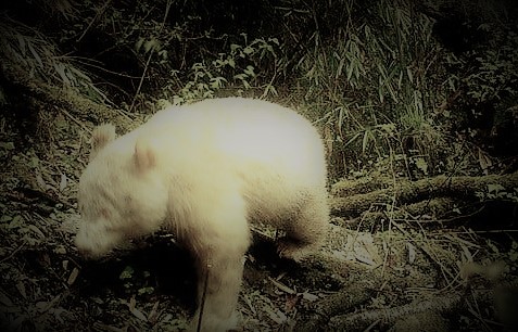 All-white panda caught on camera in Chinese nature reserve