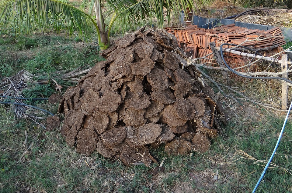 C'garh govt to buy cow dung at Rs 1.5 per kg for vermicompost