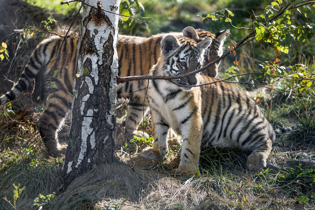 Tiger cubs reunification looks bleak, AP forest officials on verge of giving up