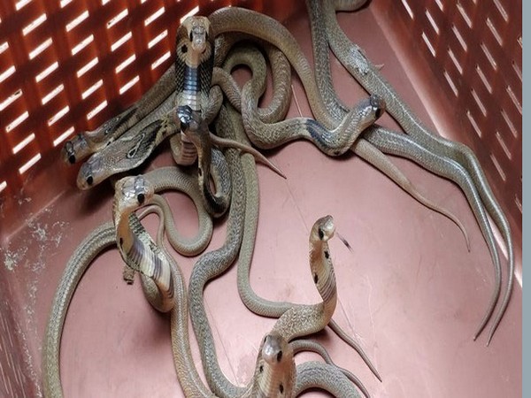 China snake village scales down as coronavirus prompts wildlife trade ban