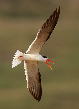 Endangered Indian skimmers breed at Vikramshila Gangetic Dolphin Sanctuary