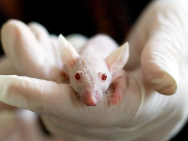 Deaf mice have normal inner ear function until ear canal opens: Study