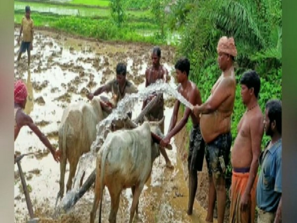 Jharkhand Minister ploughs field at his native village