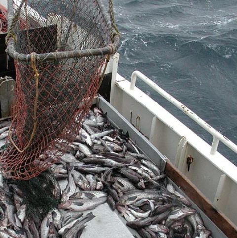 Minister Zokwana meets fishing industry leaders to discuss strategic fisheries matters