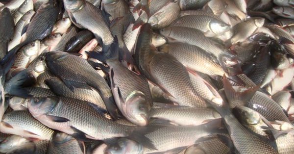 Political tension in Goa as coalition government blames each other for 'formalin in fish'
