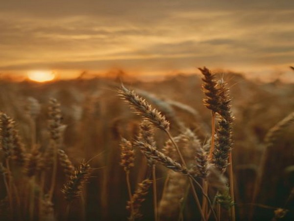 Ukraine may lose 20% of winter grain yield if poor weather persists 