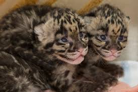 Seven leopard cubs die at Bengaluru biological park after virus attack