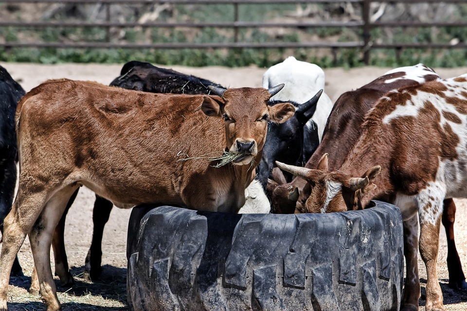 Tamil Nadu to begin initiative to benefit livestock farming community