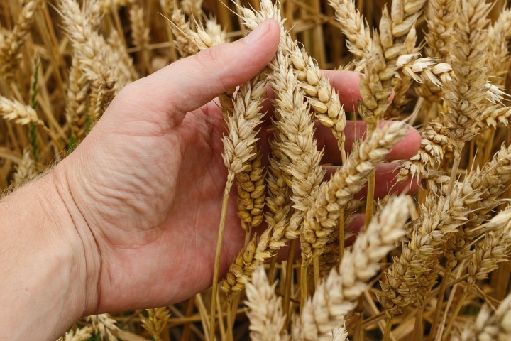 FAO helps improve farmers’ access to high-quality seeds in Tajikistan
