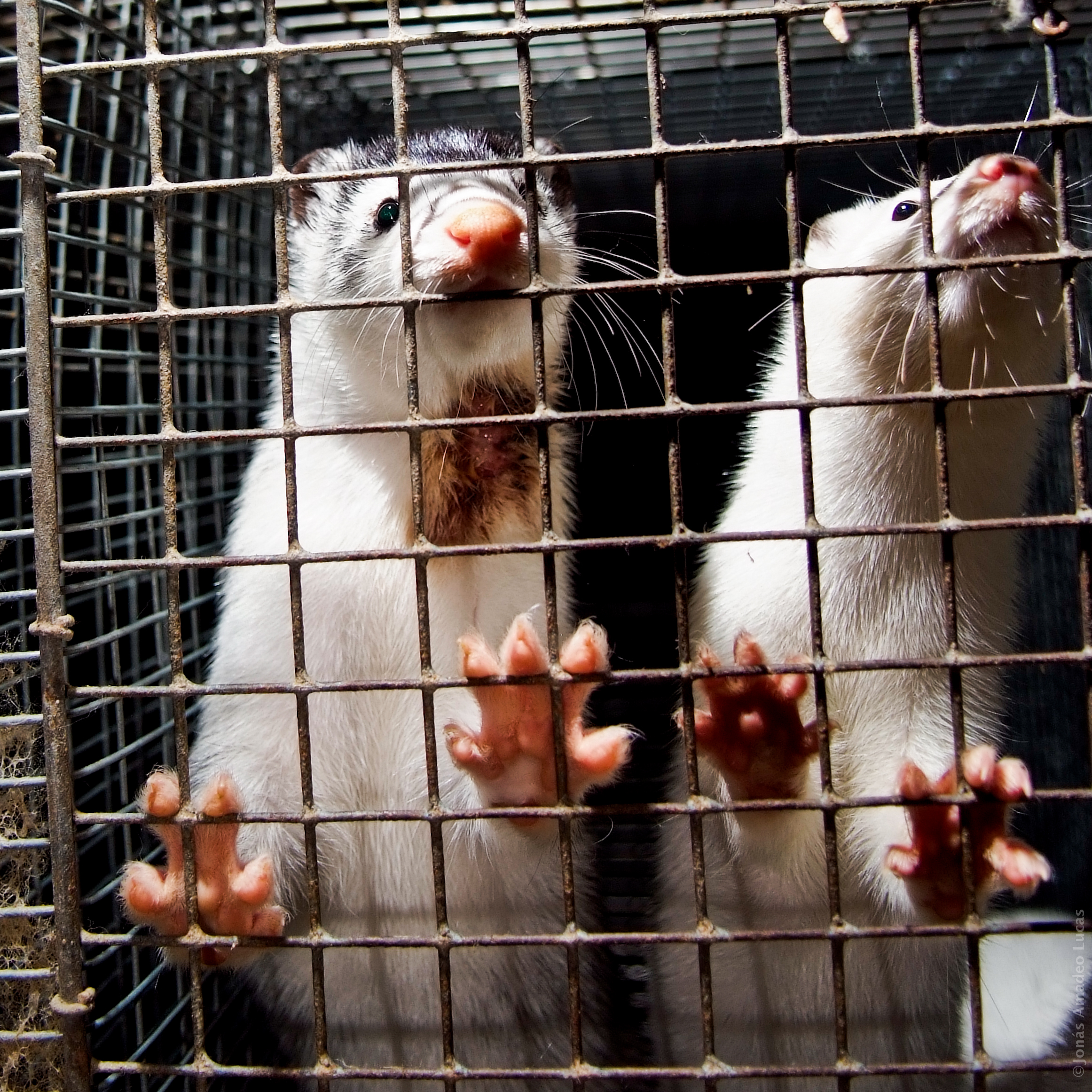 Denmark to extend mink breeding ban another year until 2023